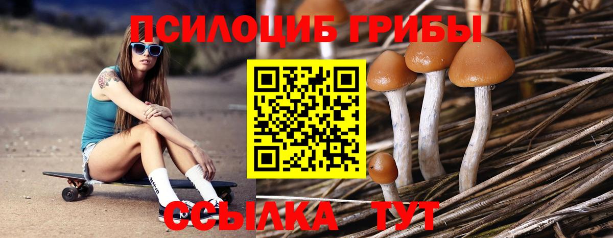Галлюциногенные грибы Psilocybine cubensis Усть-Илимск